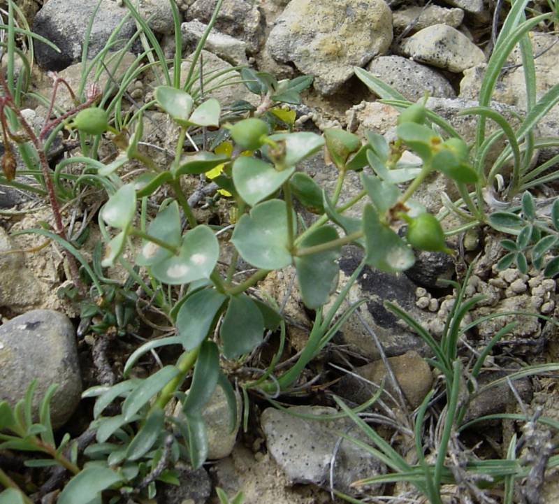 Euphorbia minuta